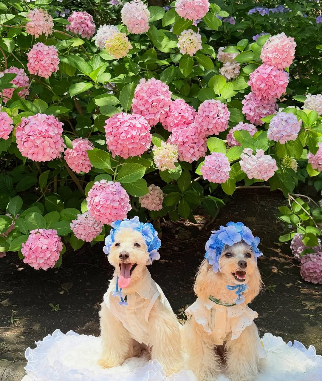 毎年恒例！あじさいパトロール🌸