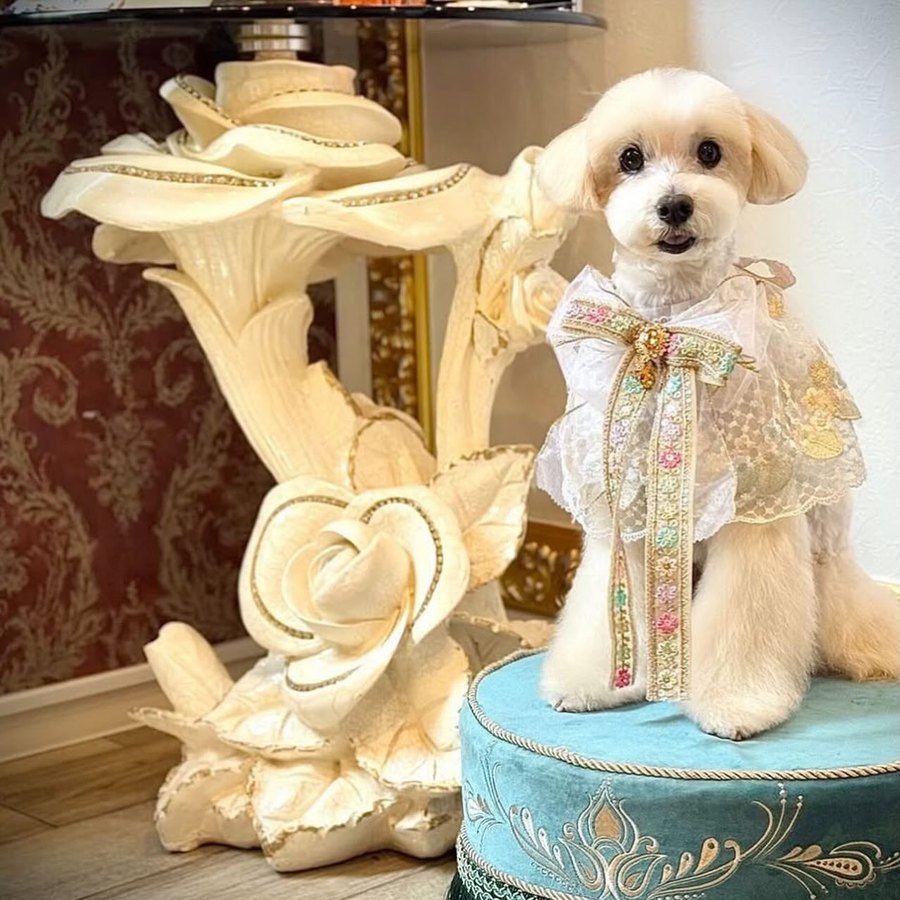 トリミングday✂️ プリンス＆プリンセスに🩵
