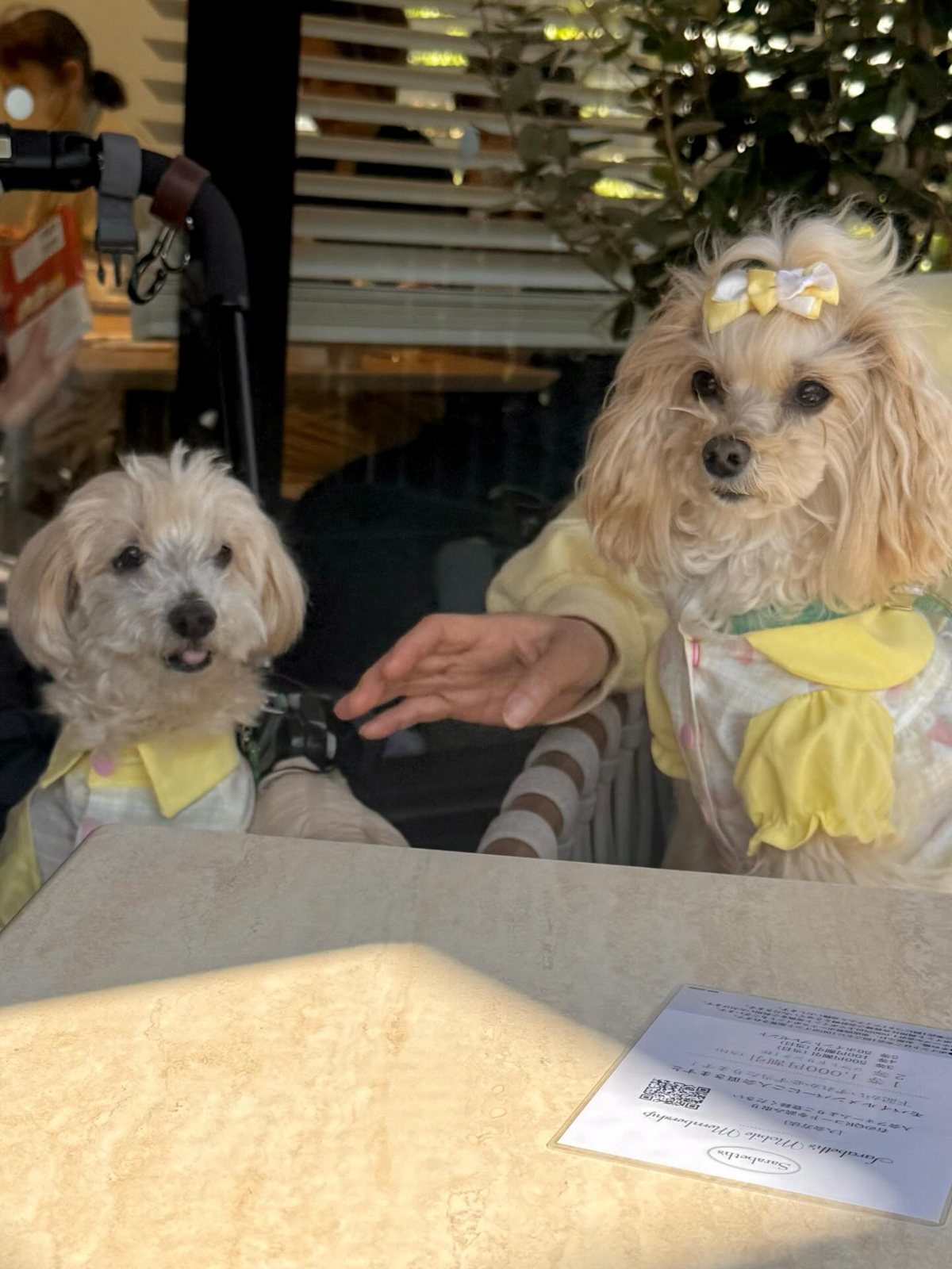 お友達と、サラベス関内でテラスランチ🩷
