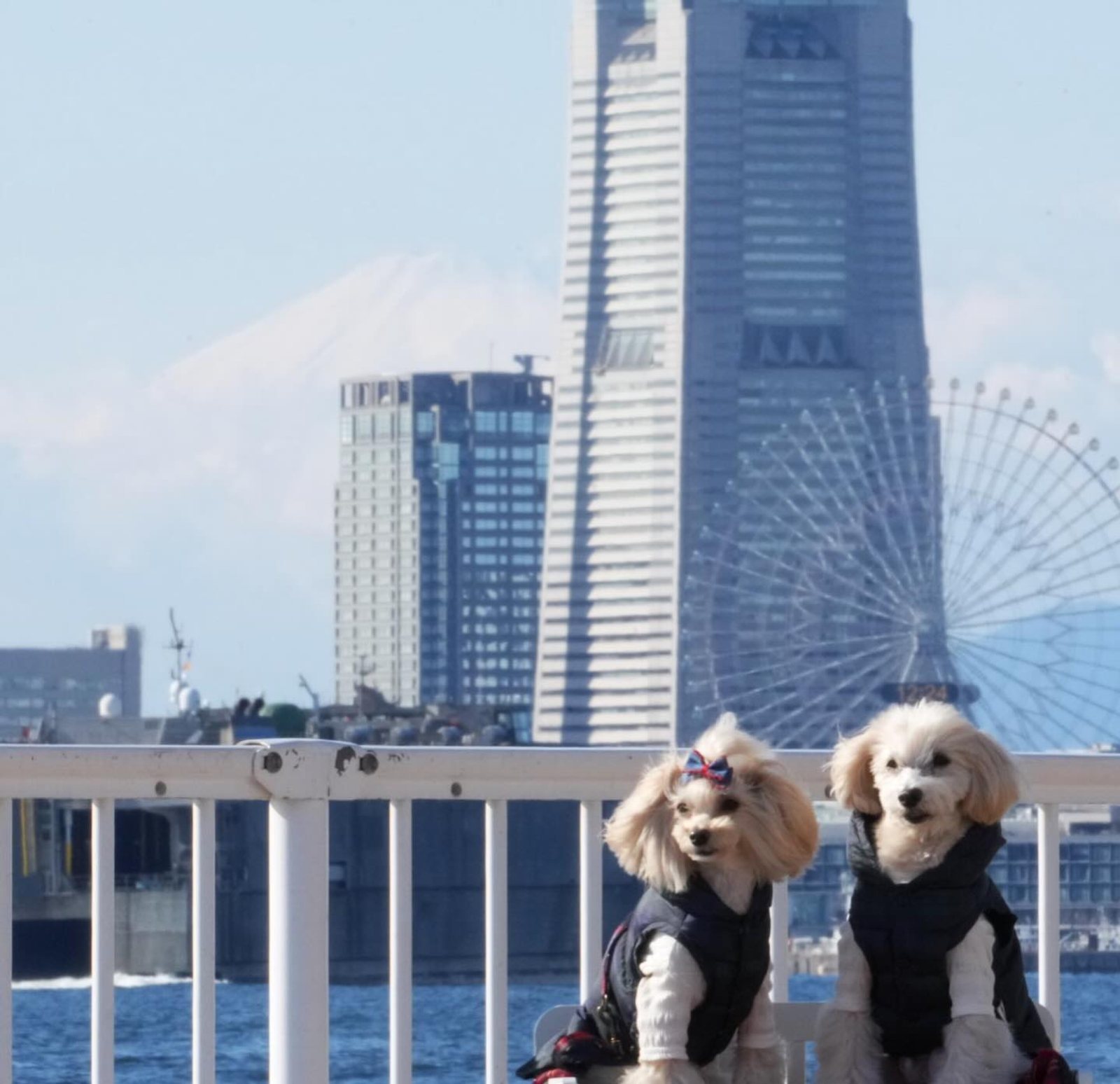 2026年幕開け…朝ん歩🐾