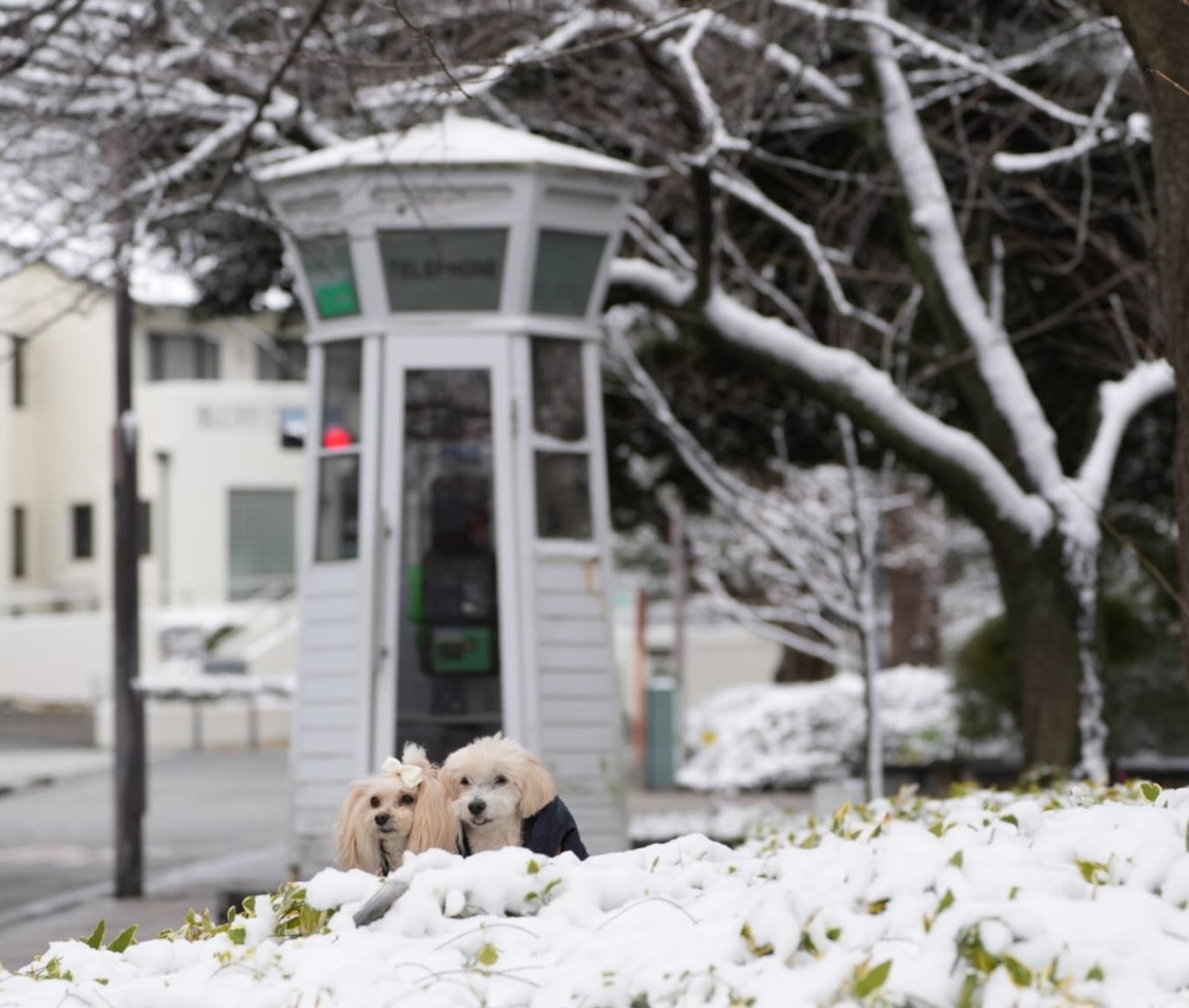 冬の魔法🪄❄