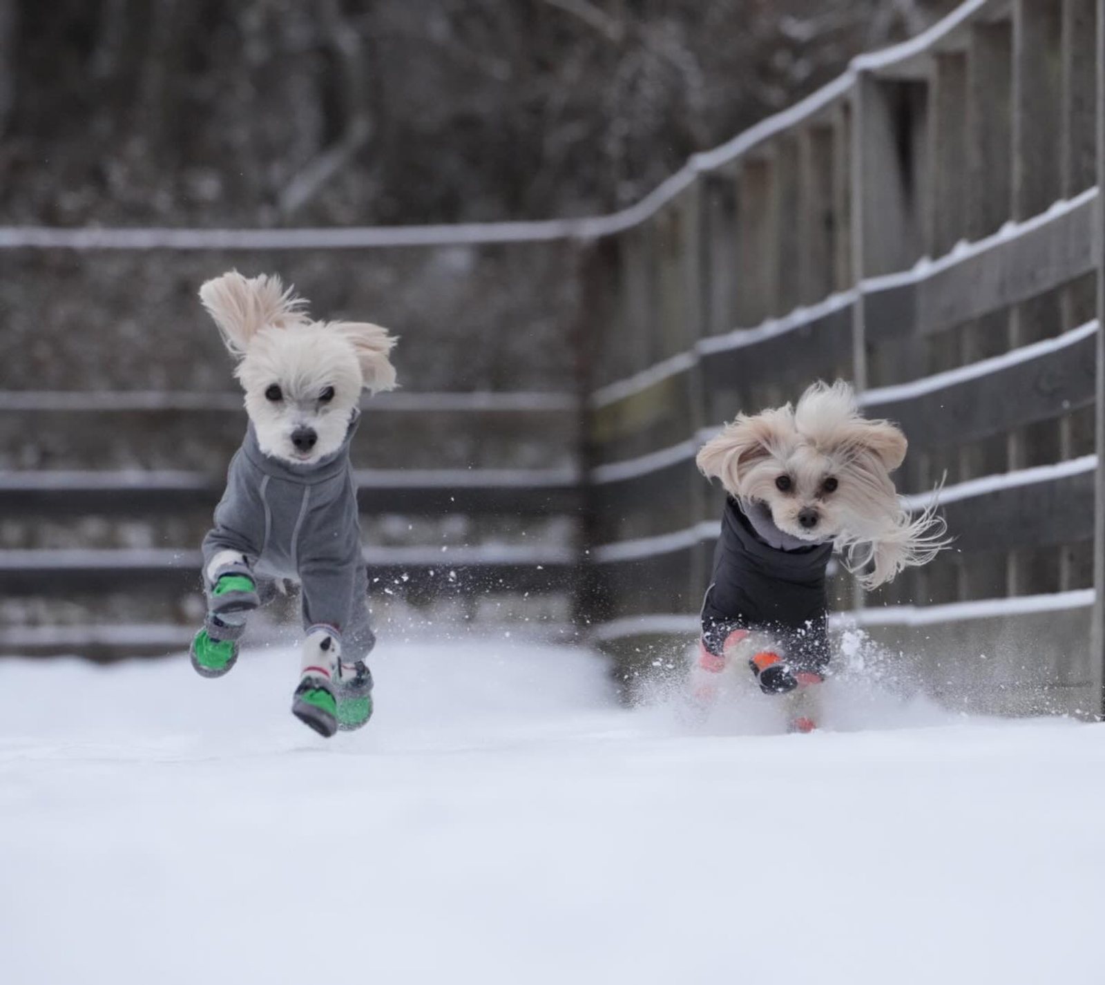 雪の中❄