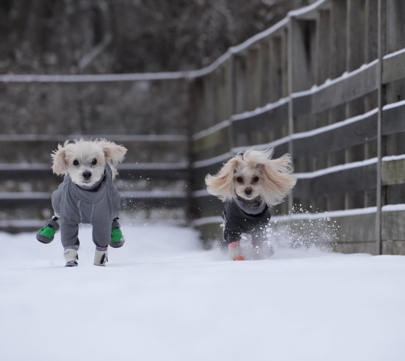 雪の中❄