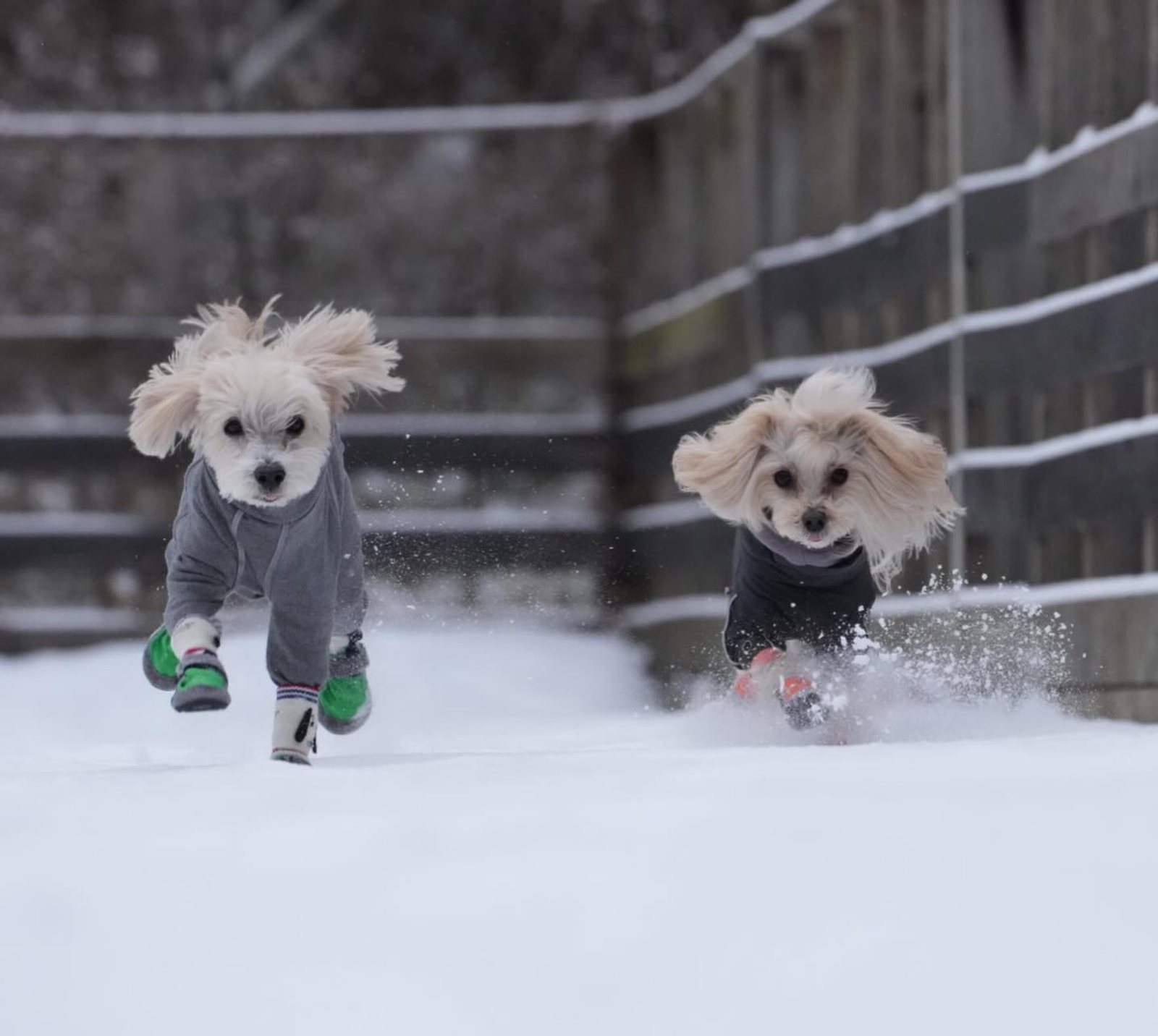 雪の中❄