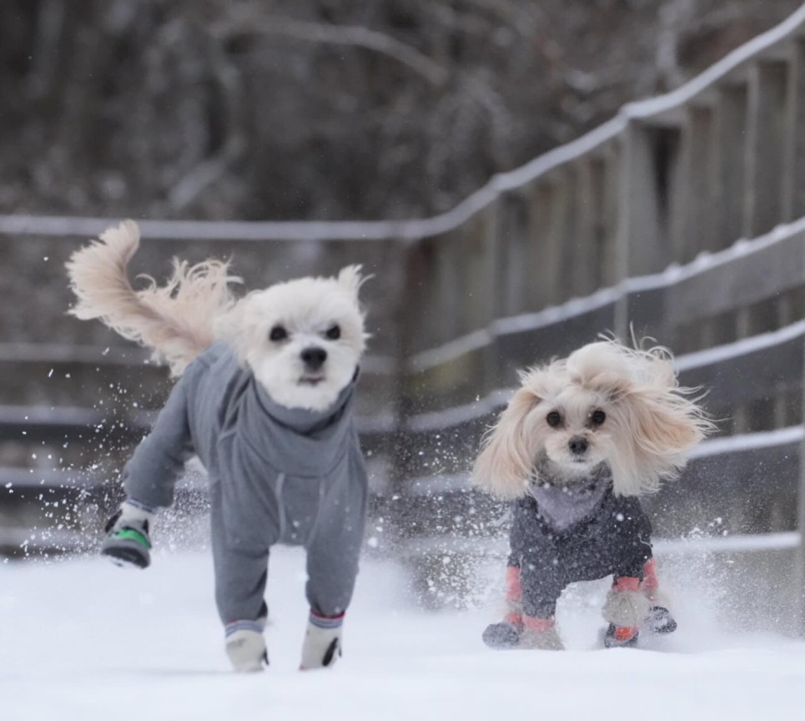 雪の中❄