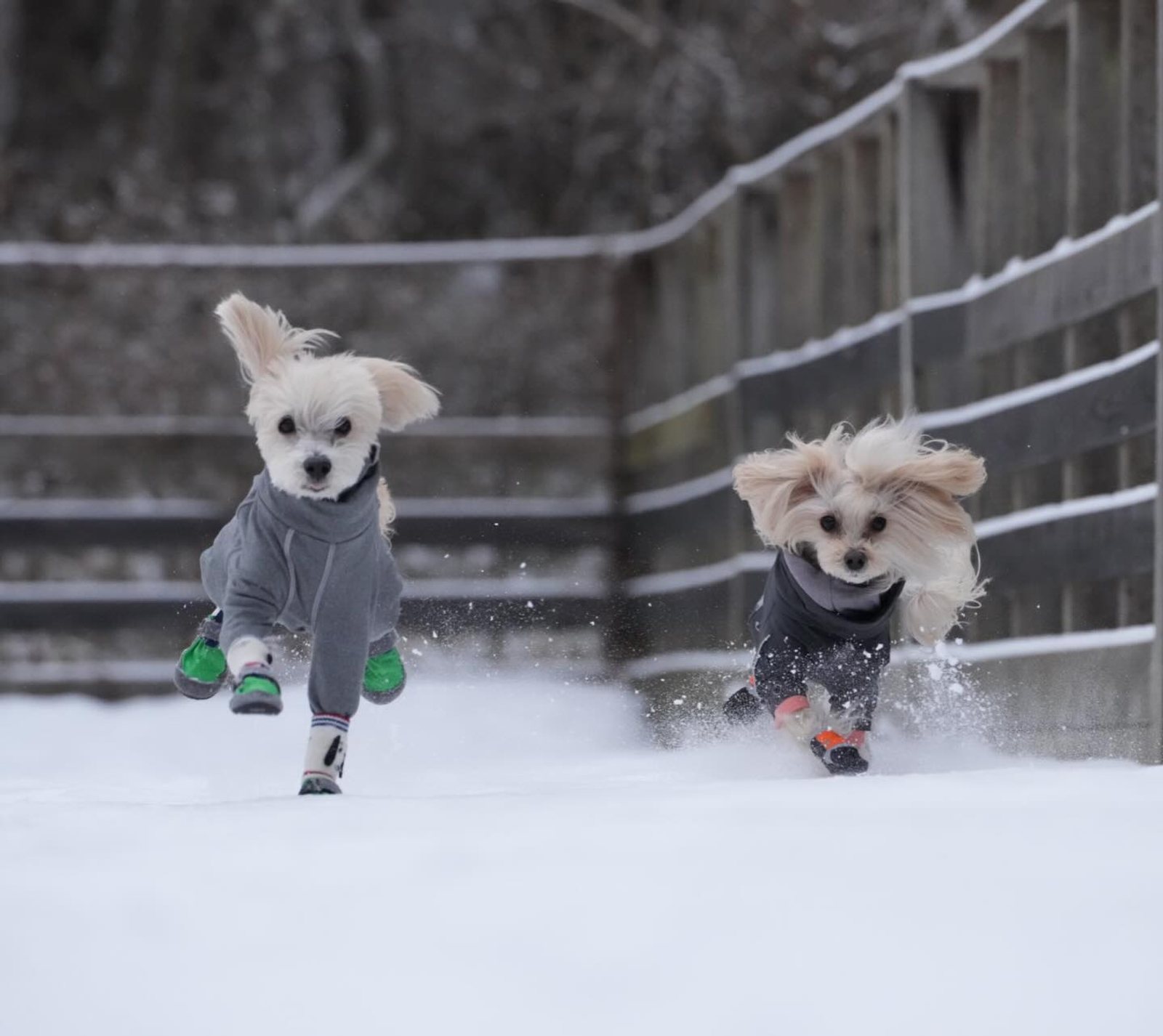 雪の中❄