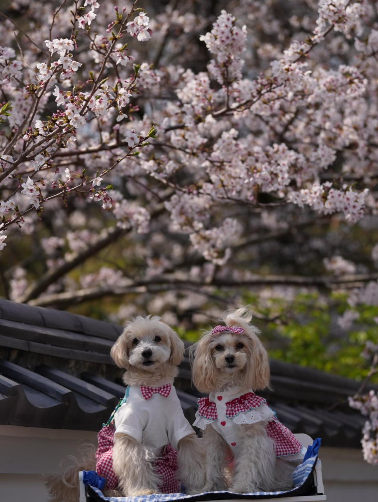 気がつくと季節が春🌸へ…