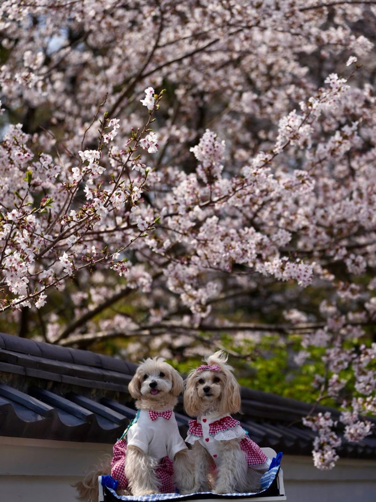 気がつくと季節が春🌸へ…