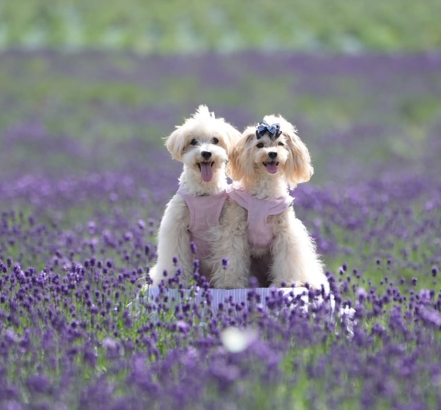 初めてのたんばらラベンダーパーク💜