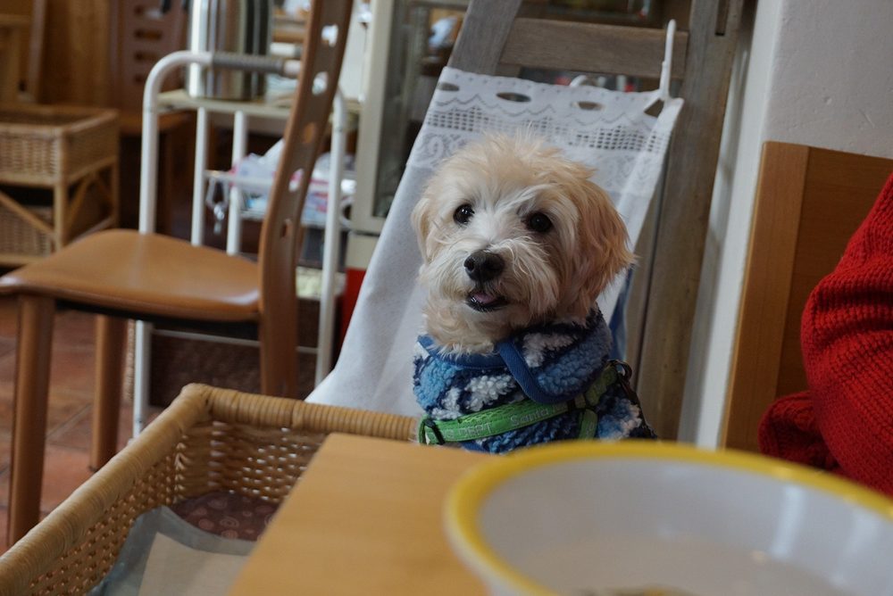 Cafe Peache