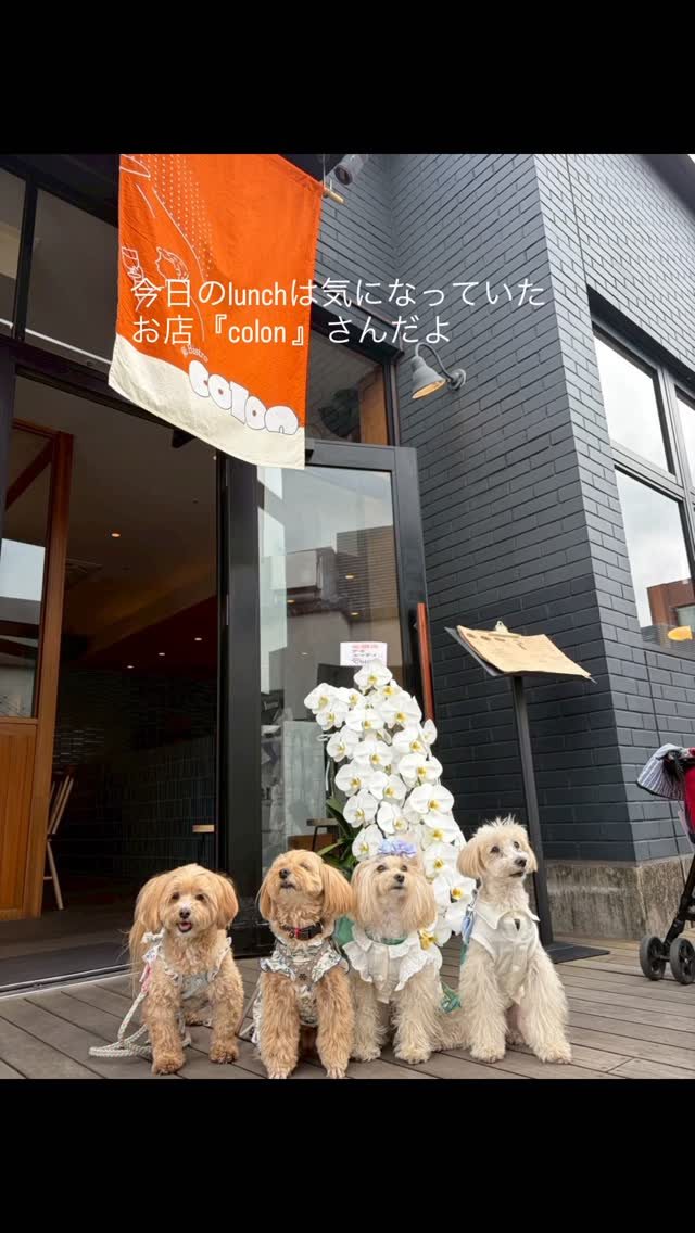 colon（和bistro）