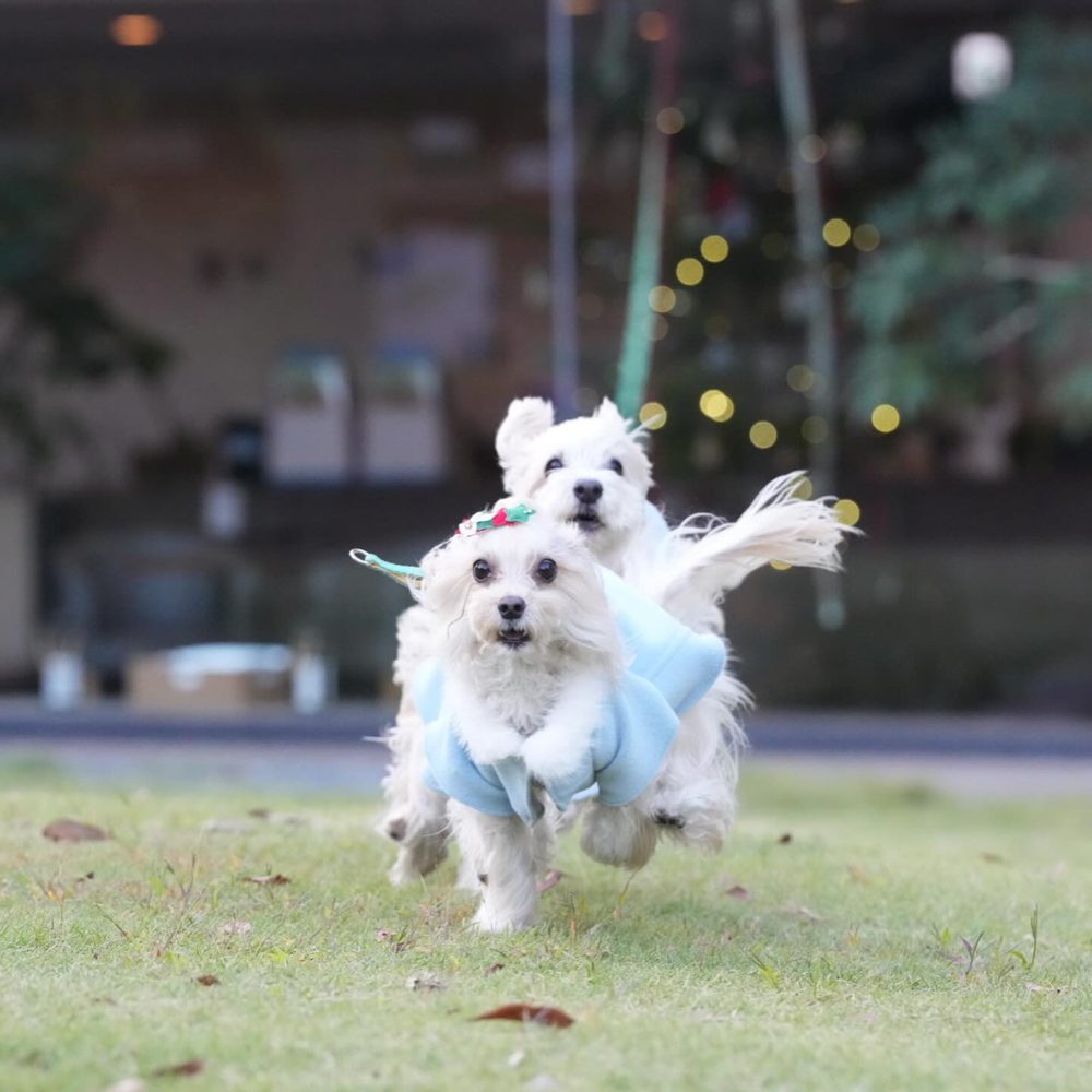 コレドール湯河原 Dog&Resort