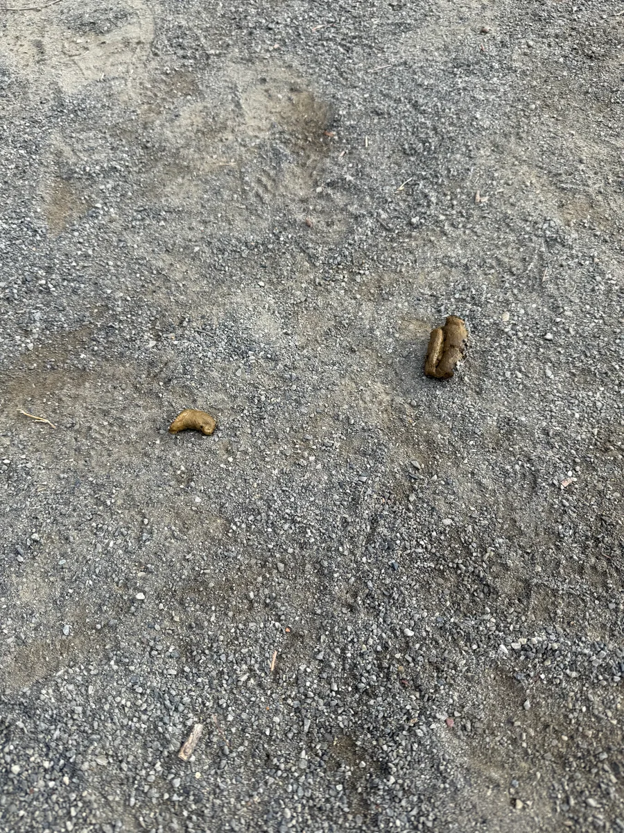 なんとなく消化不良的な💩