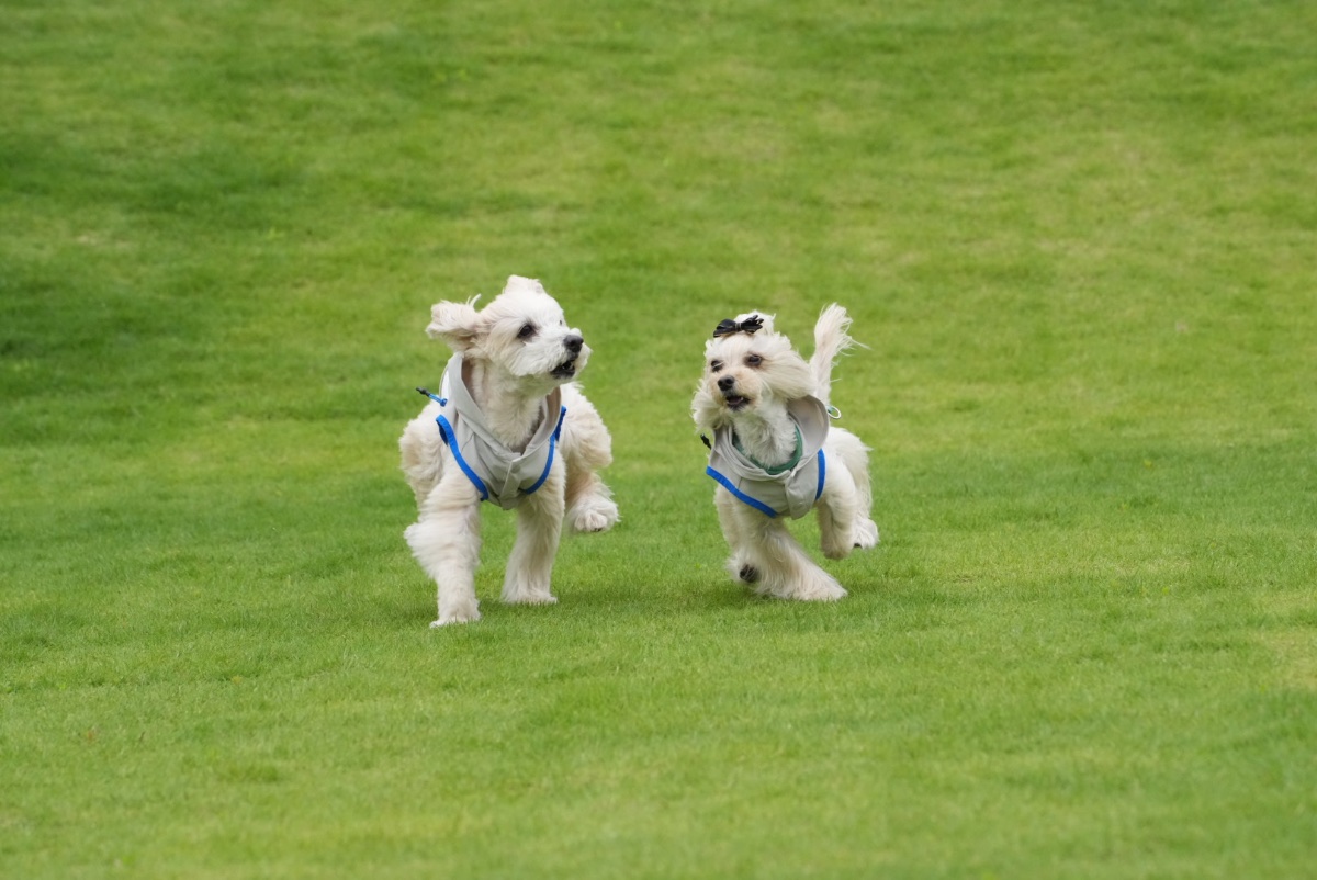 小型犬専用リゾートドッグラン&カフェ izuilu