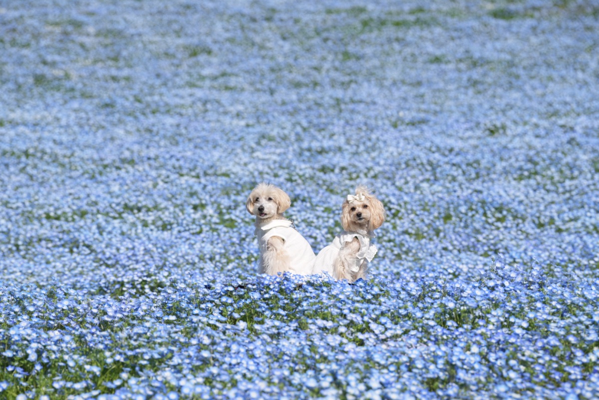 季節によって違うお花がみられます。