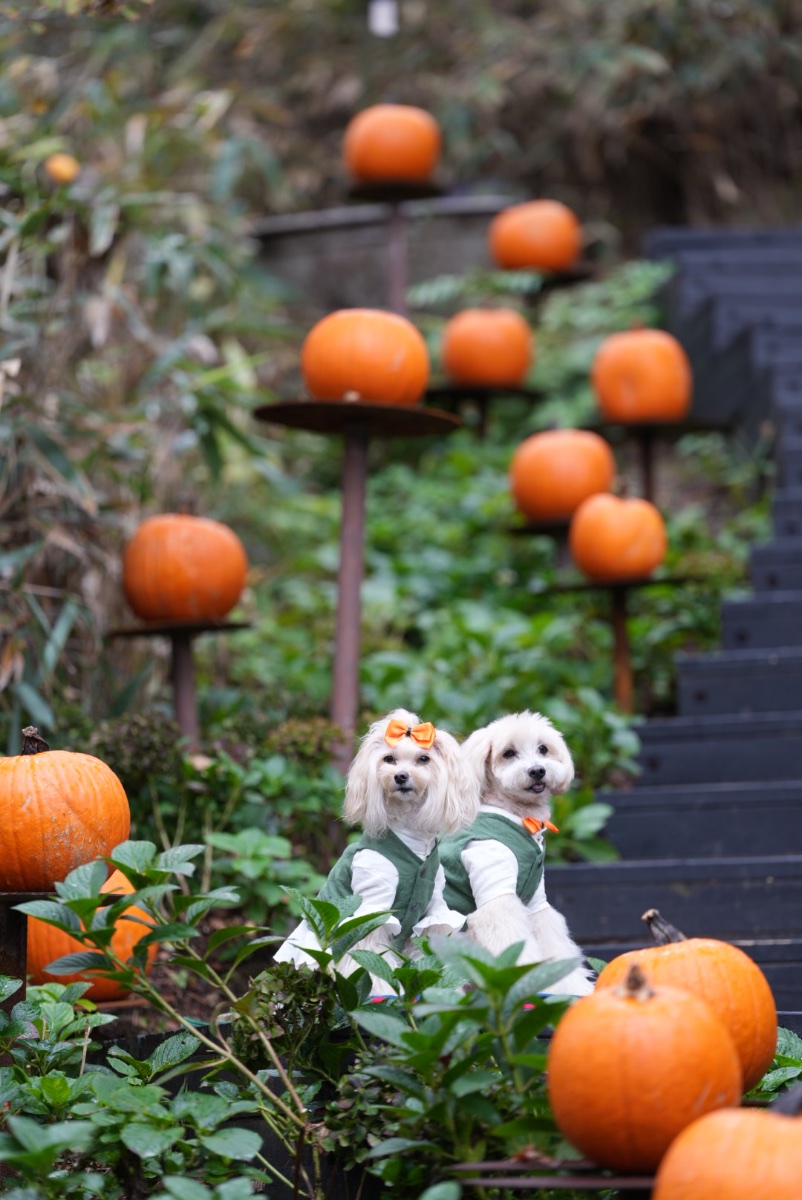 ハロウィン