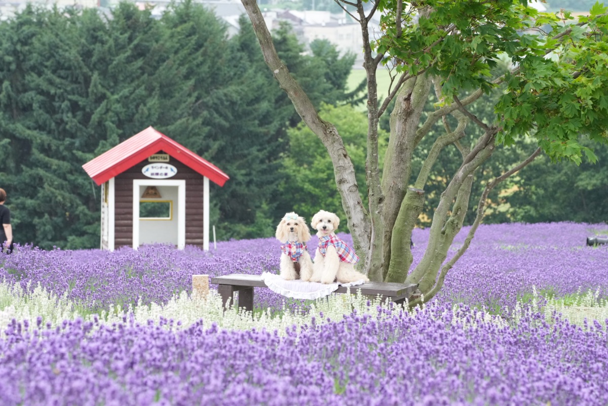 日の出公園ラベンダー園