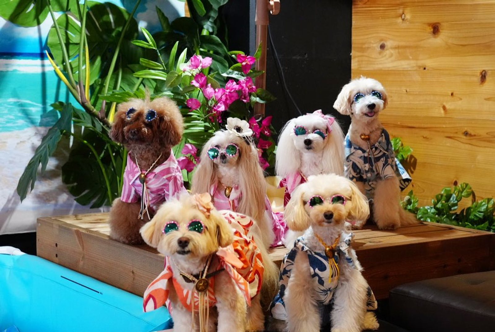常夏の楽園🏖
