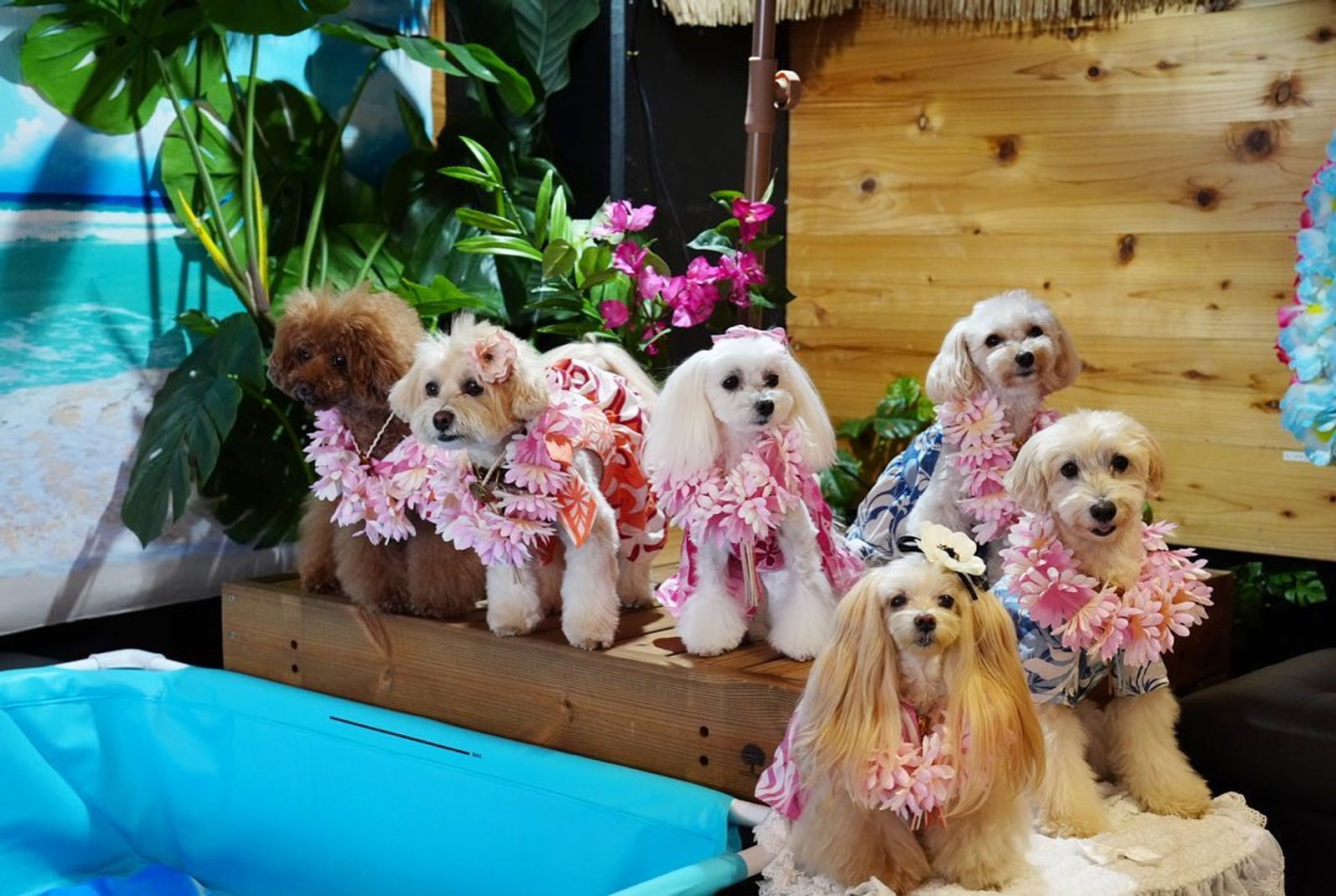 常夏の楽園🏖