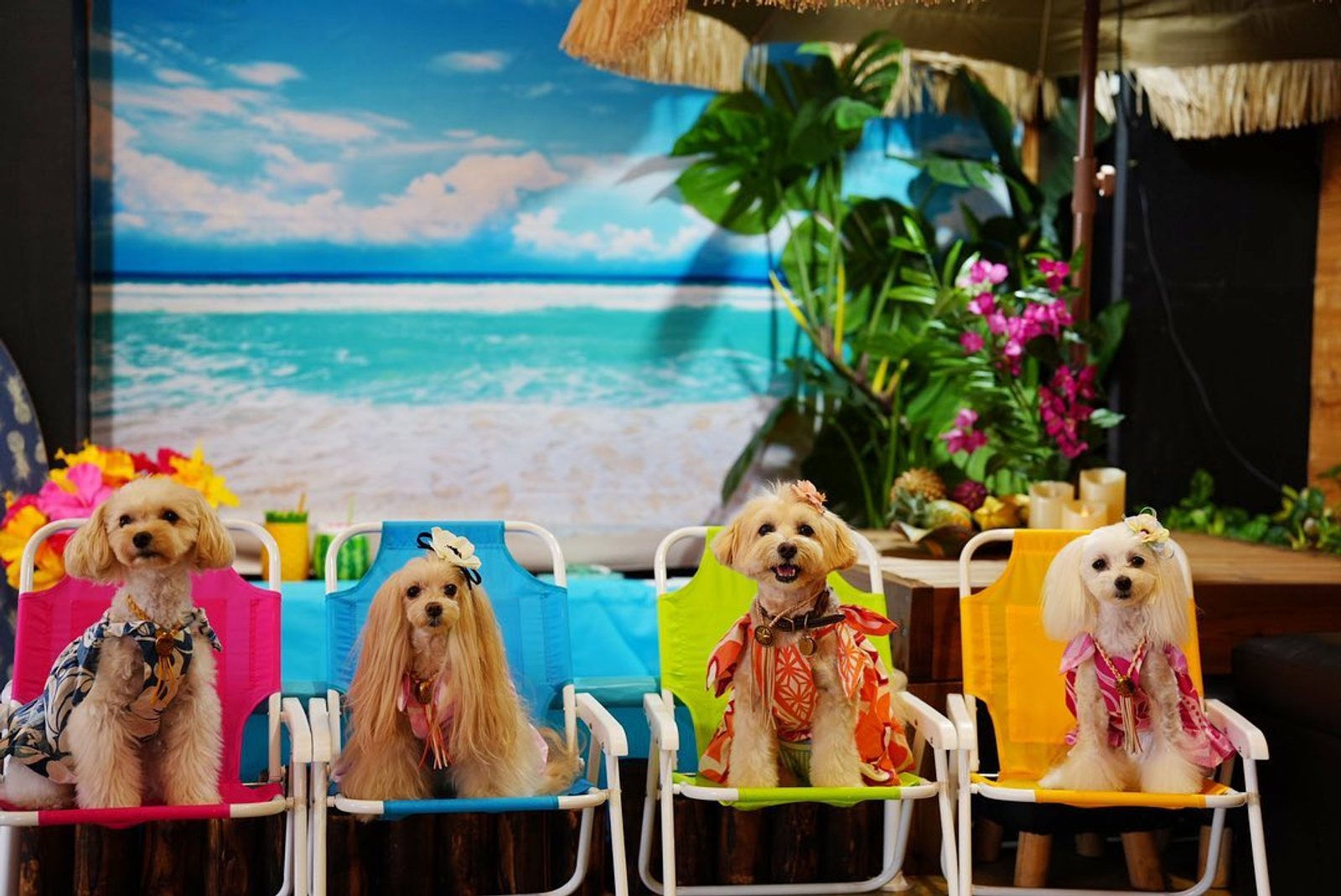 常夏の楽園🏖