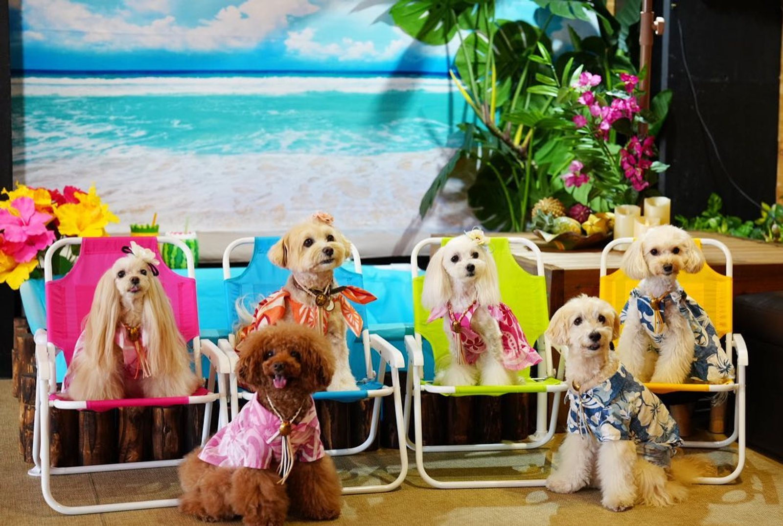 常夏の楽園🏖