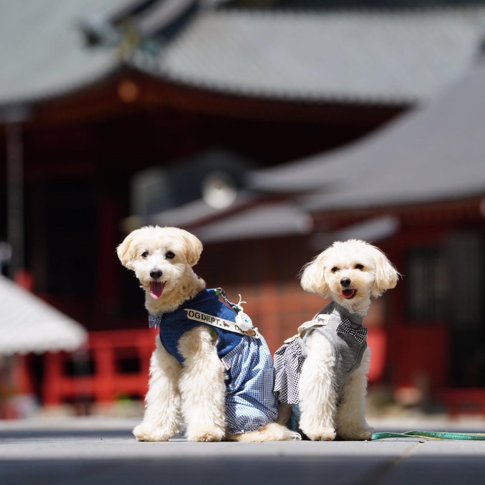 マルプーちゃん(MIX犬)に朗報よ