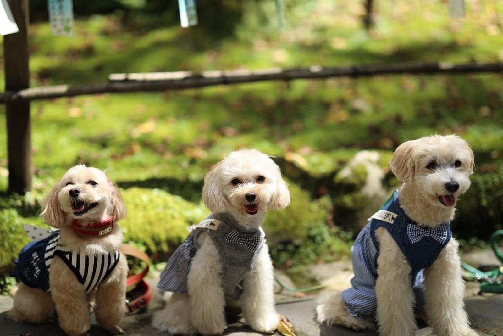 🐶と日光鬼怒川旅行2