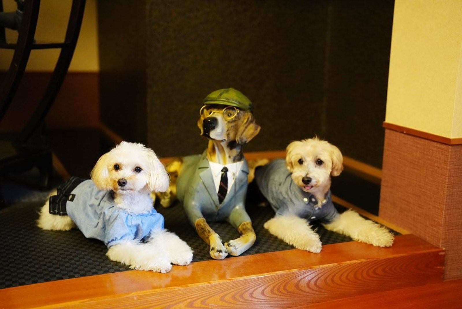 新しいオシャレなお友達
