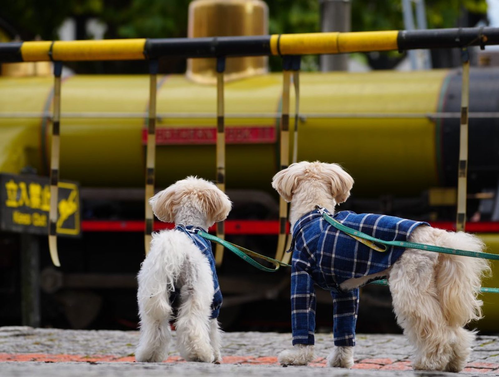 🚂と一緒に… 踏切で🚂を眺める… 🚂に乗る