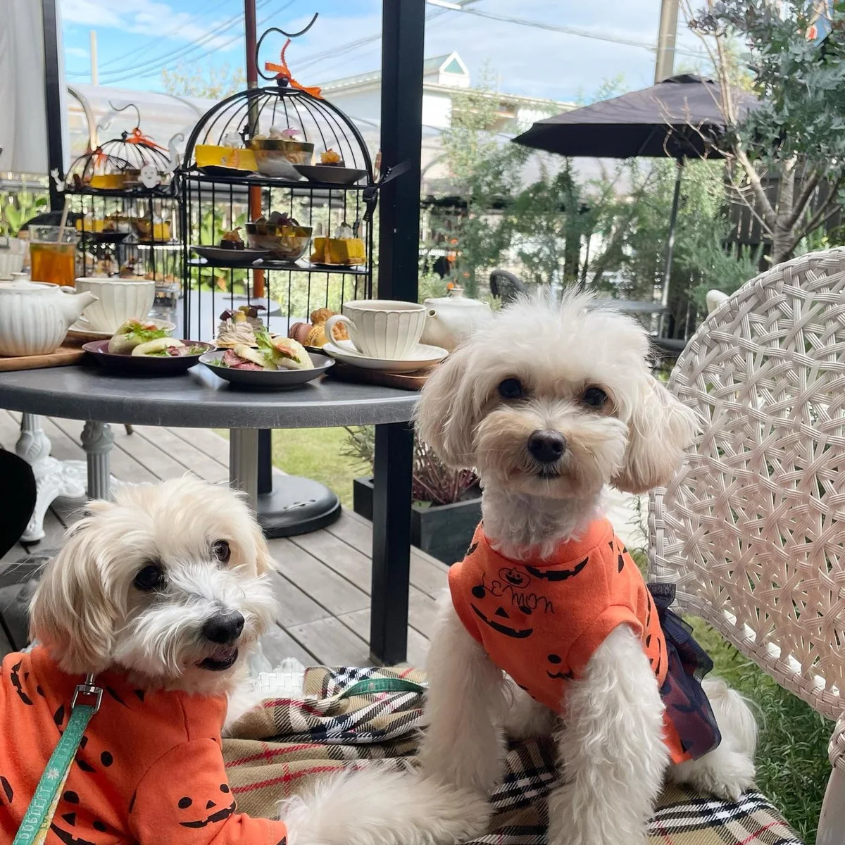 🎃Happy Halloween🍭