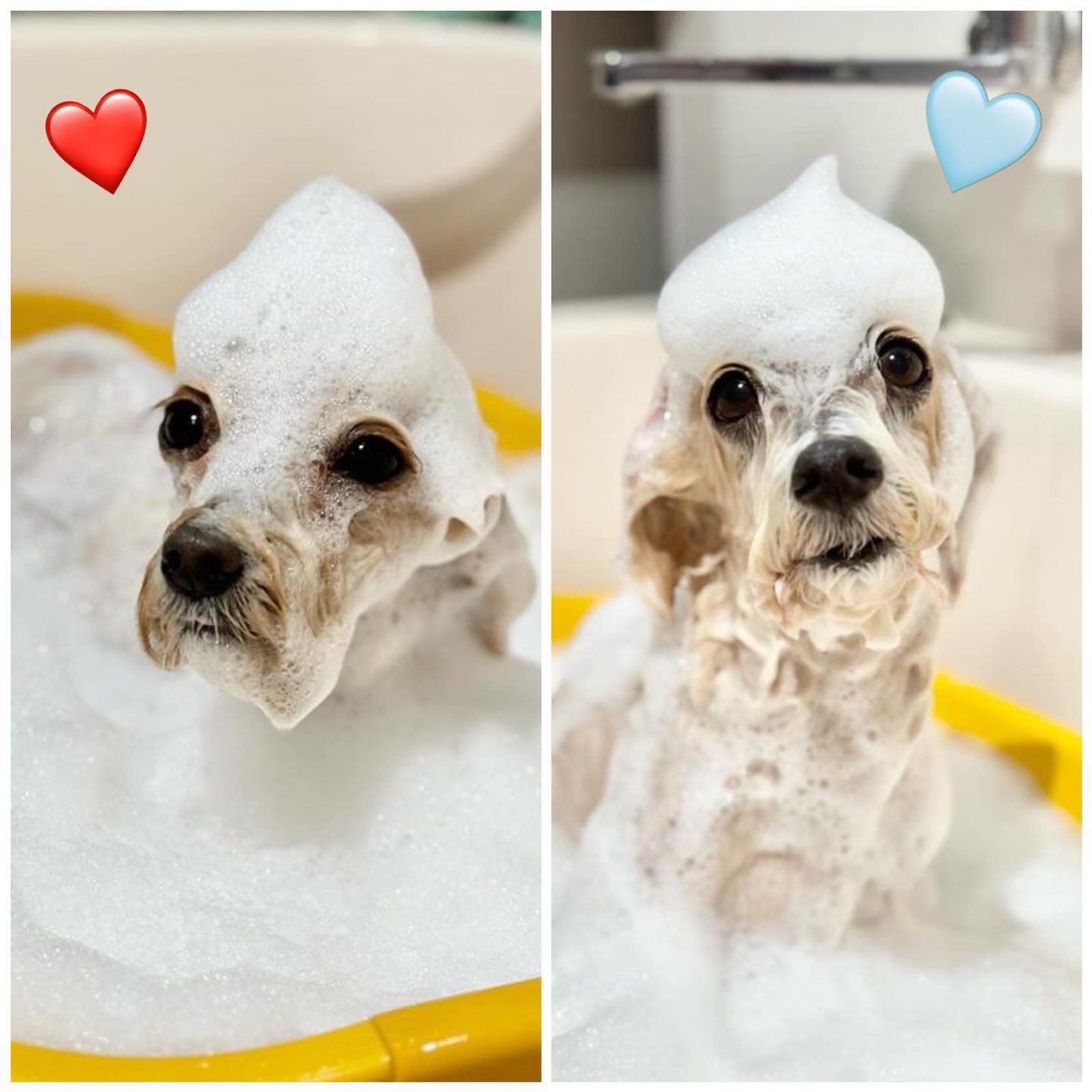 泡🫧🫧に…❤