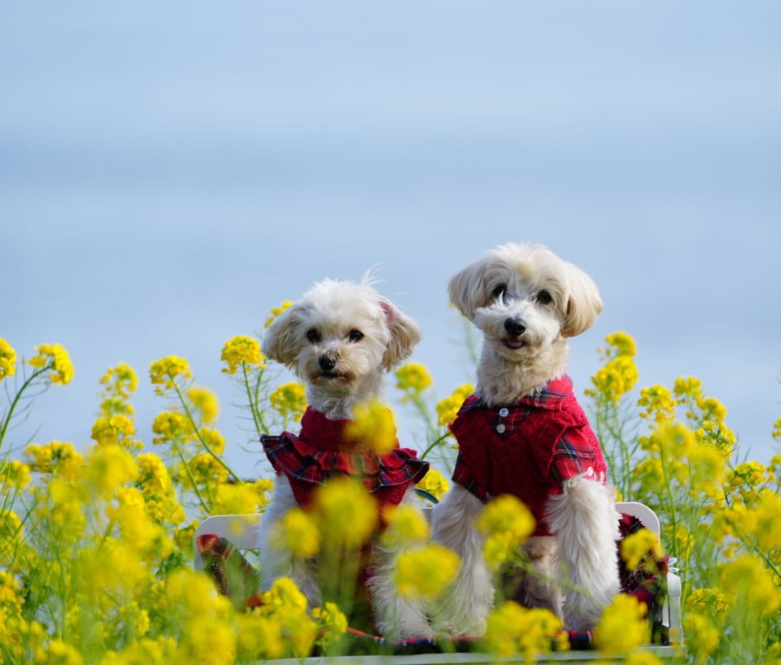 わぁ💛💛早咲菜の花いっぱいの中で…