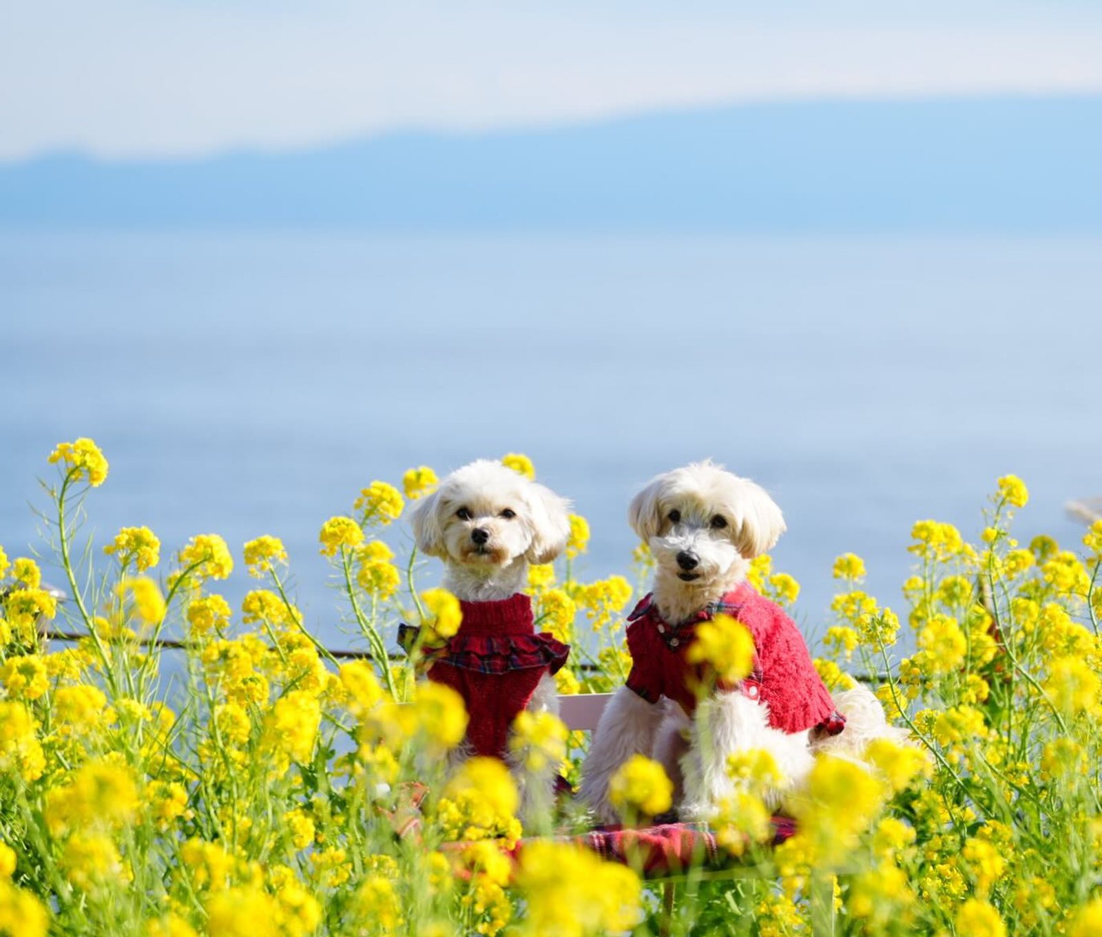 わぁ💛💛早咲菜の花いっぱいの中で…