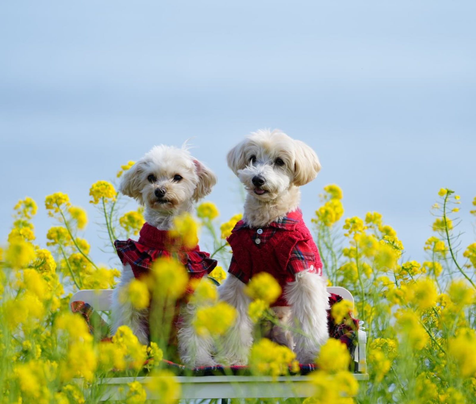わぁ💛💛早咲菜の花いっぱいの中で…