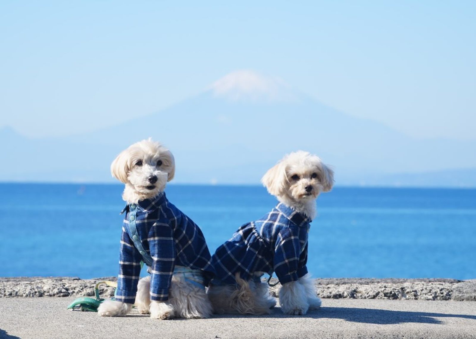 〜思い出シリーズ〜 富士山🗻が見えたよ