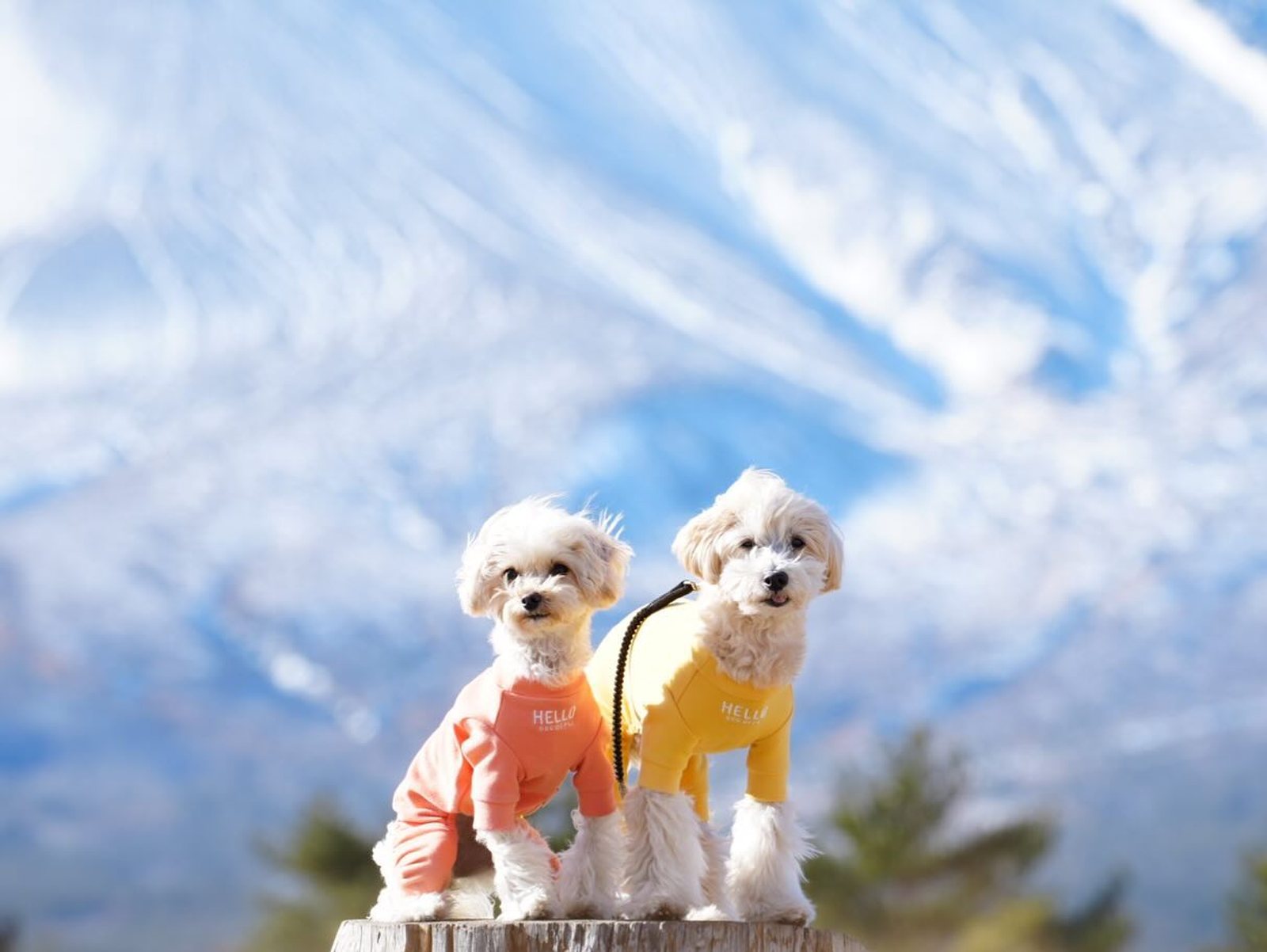 ドーンと雪山🏔