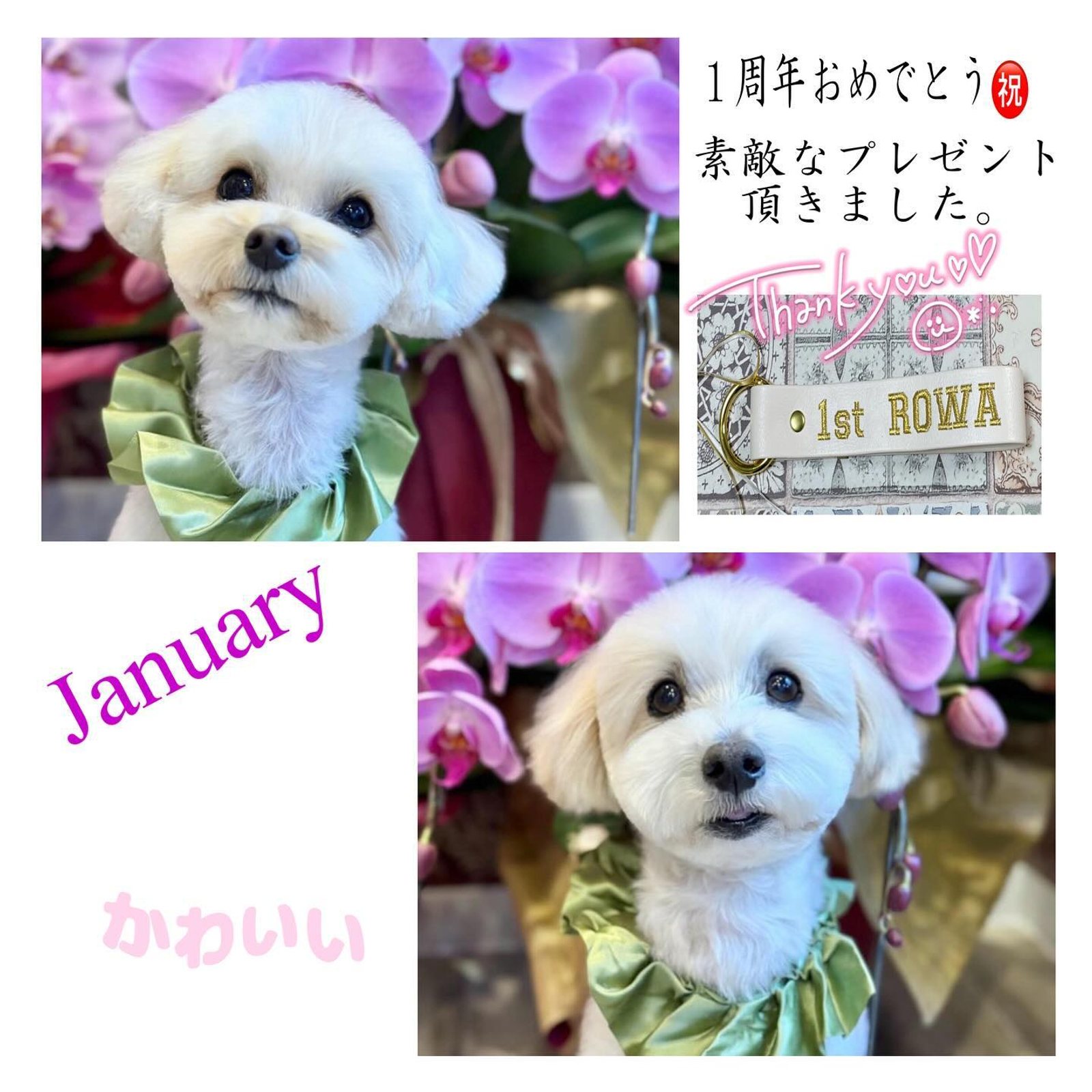 トリミングday✂