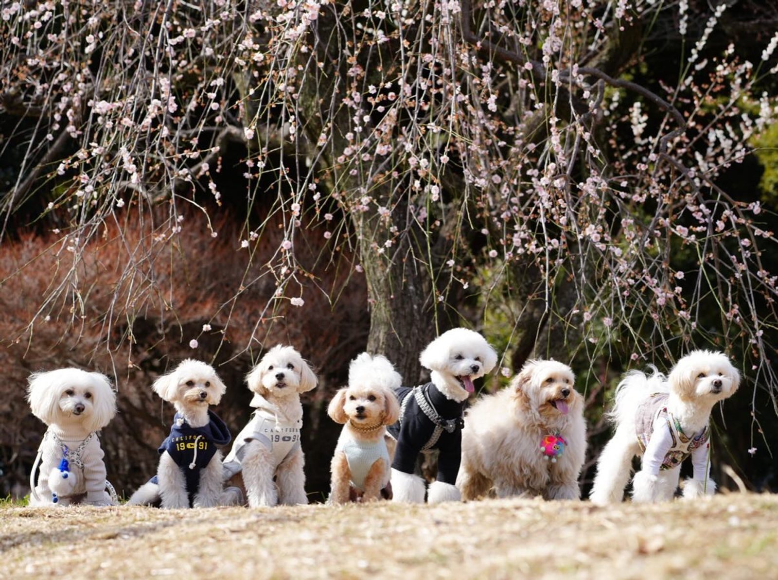 🌸わぁ春の遠足🌸