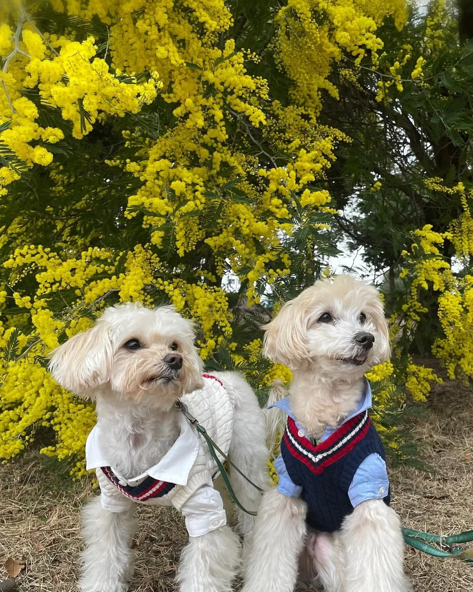 先日雨が降る前にとりあえず…朝ん歩🐾したよ💛