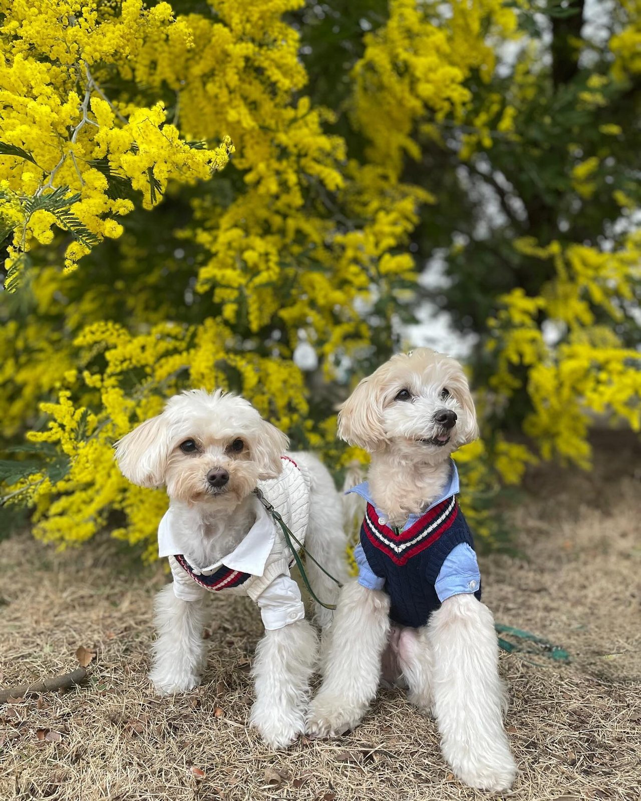 先日雨が降る前にとりあえず…朝ん歩🐾したよ💛