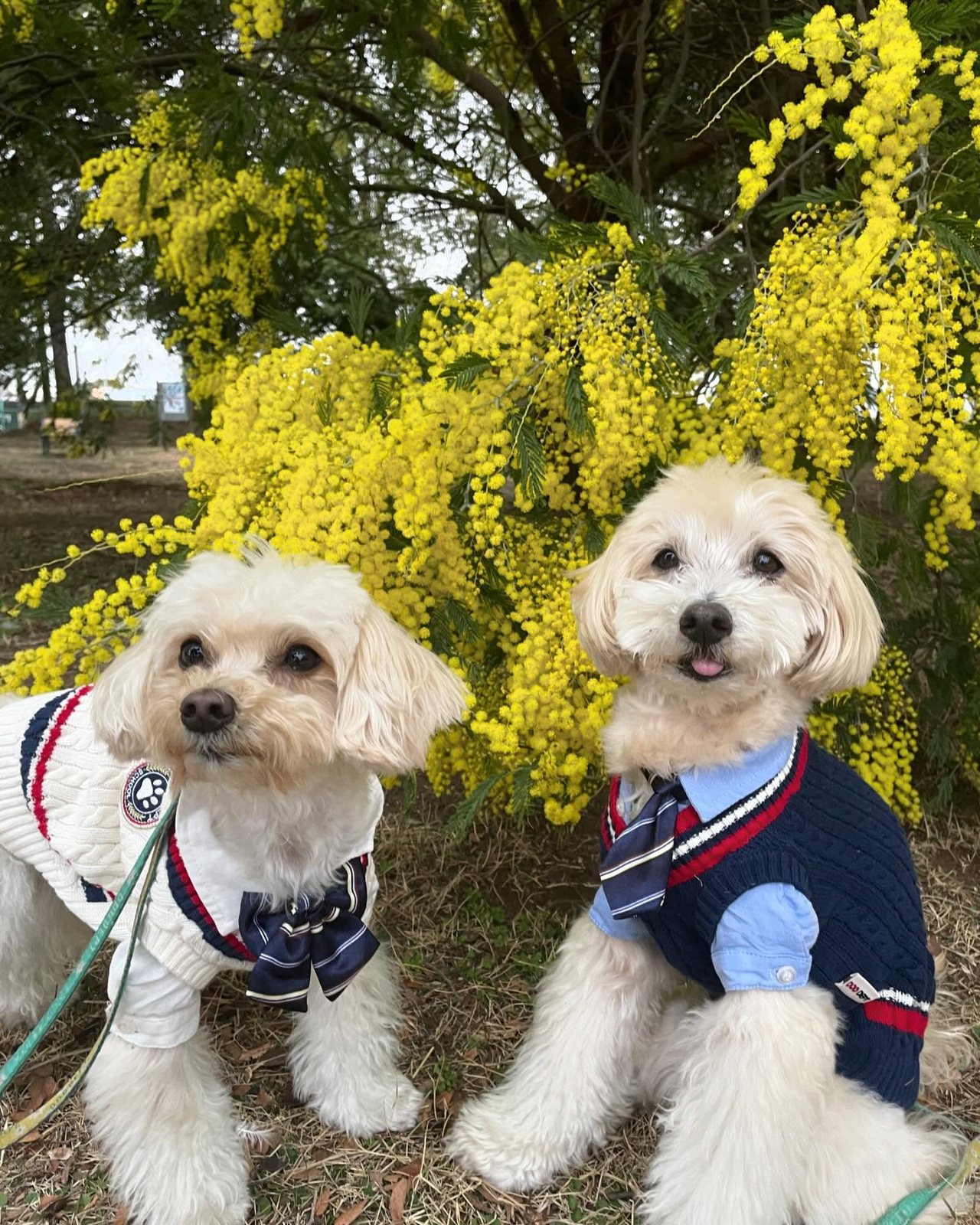 先日雨が降る前にとりあえず…朝ん歩🐾したよ💛