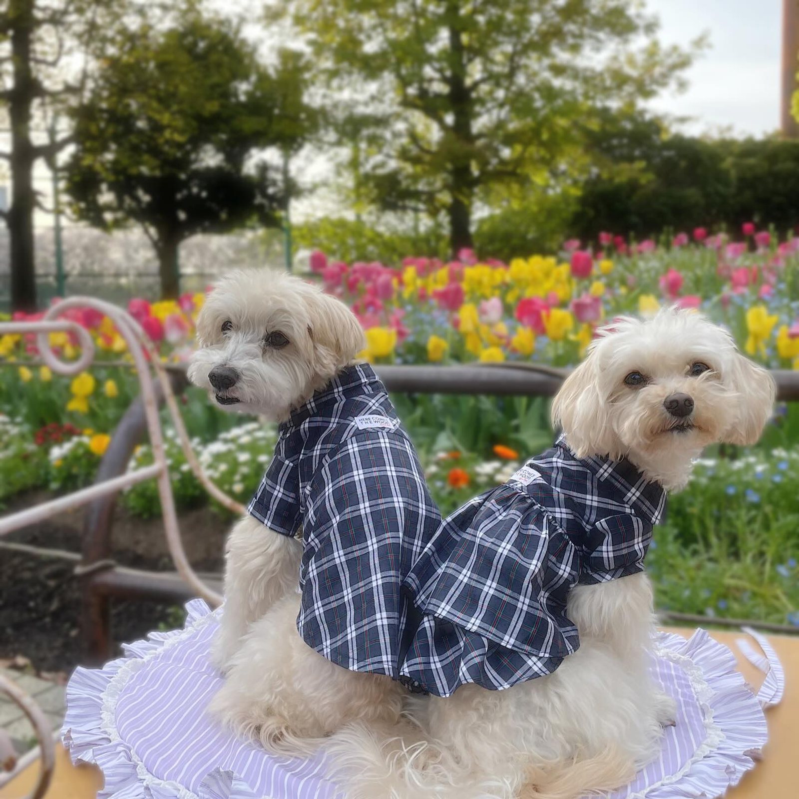 お花いっぱい ちょっとモデル座りよ