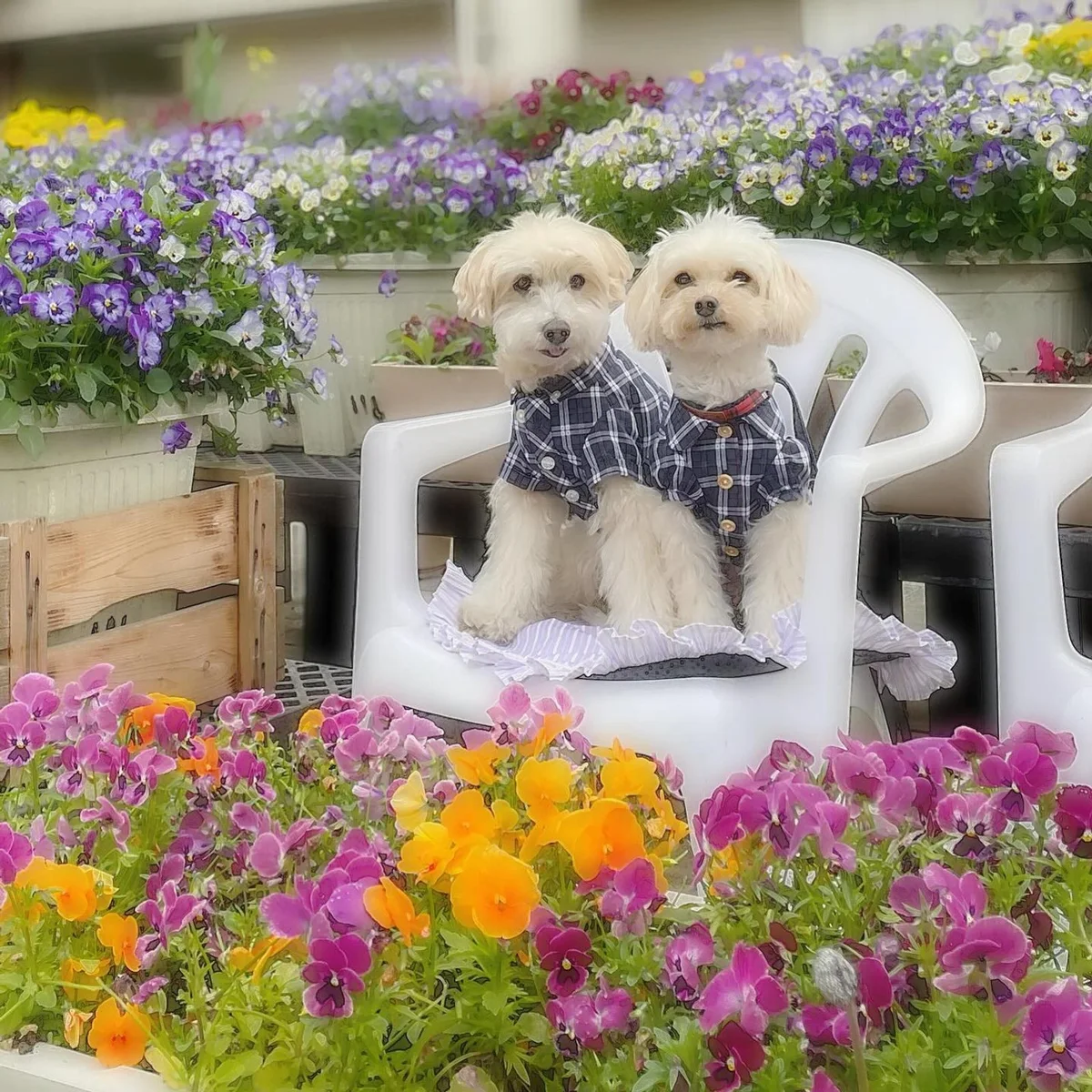 お花いっぱい ちょっとモデル座りよ