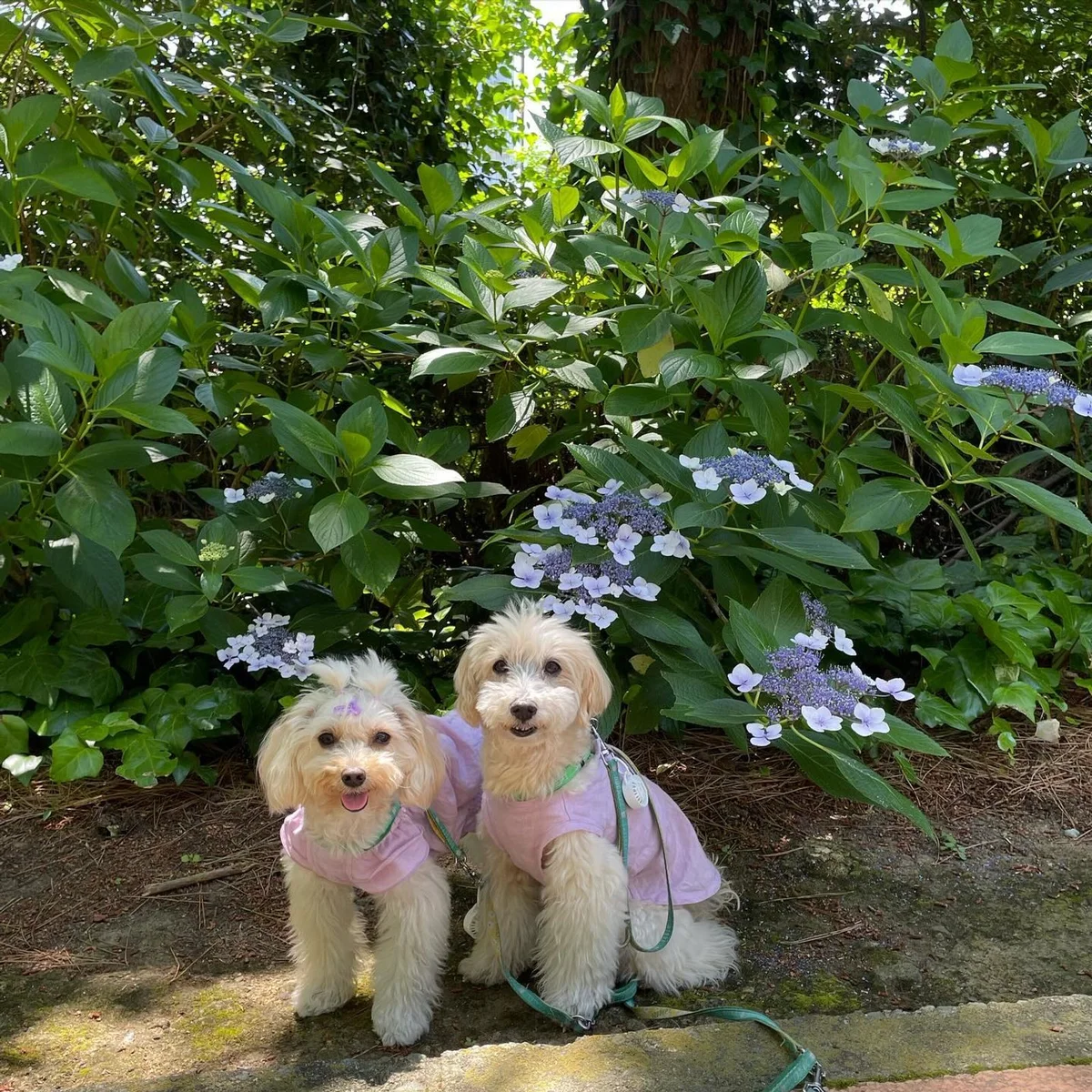 先日の紫陽花パトロール〜ポット&レモン編