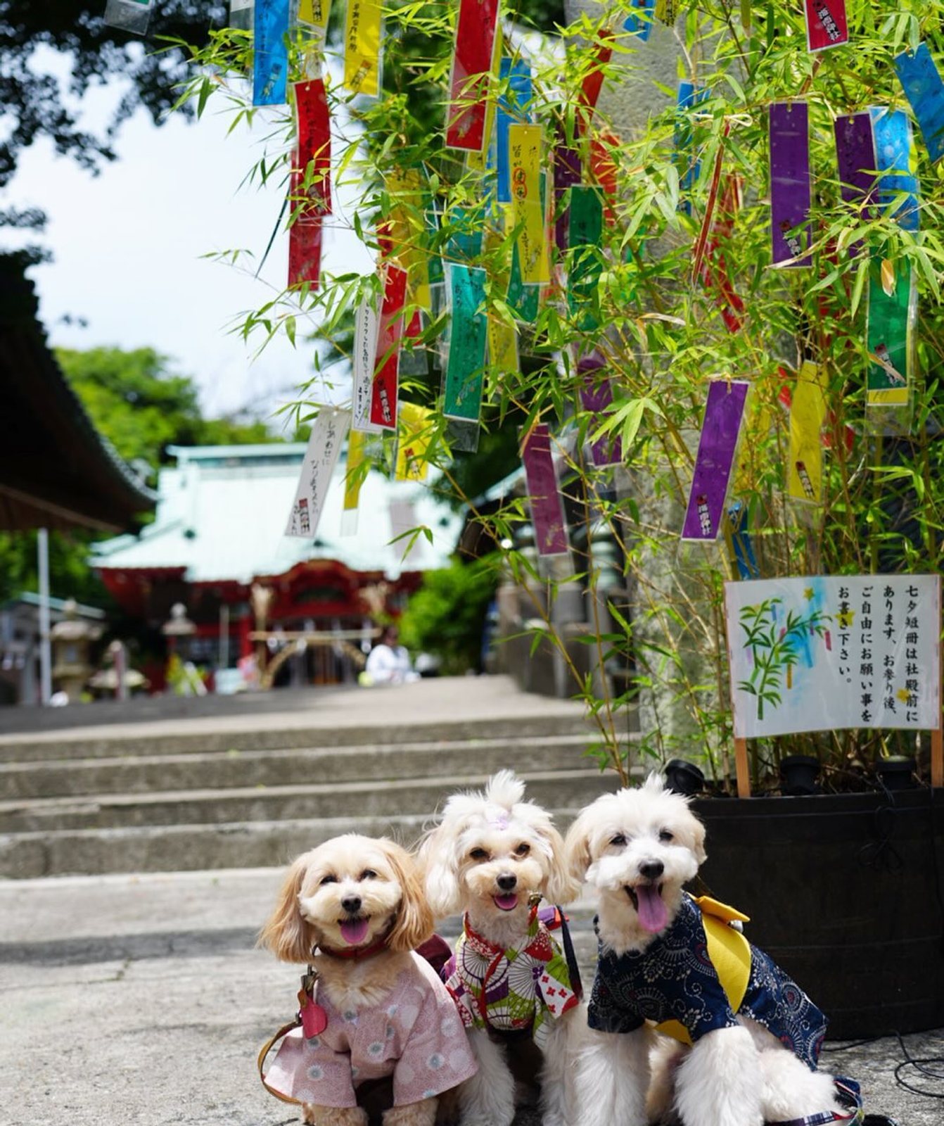 七夕🎋だね♡みんな元気にすごせますように🙏