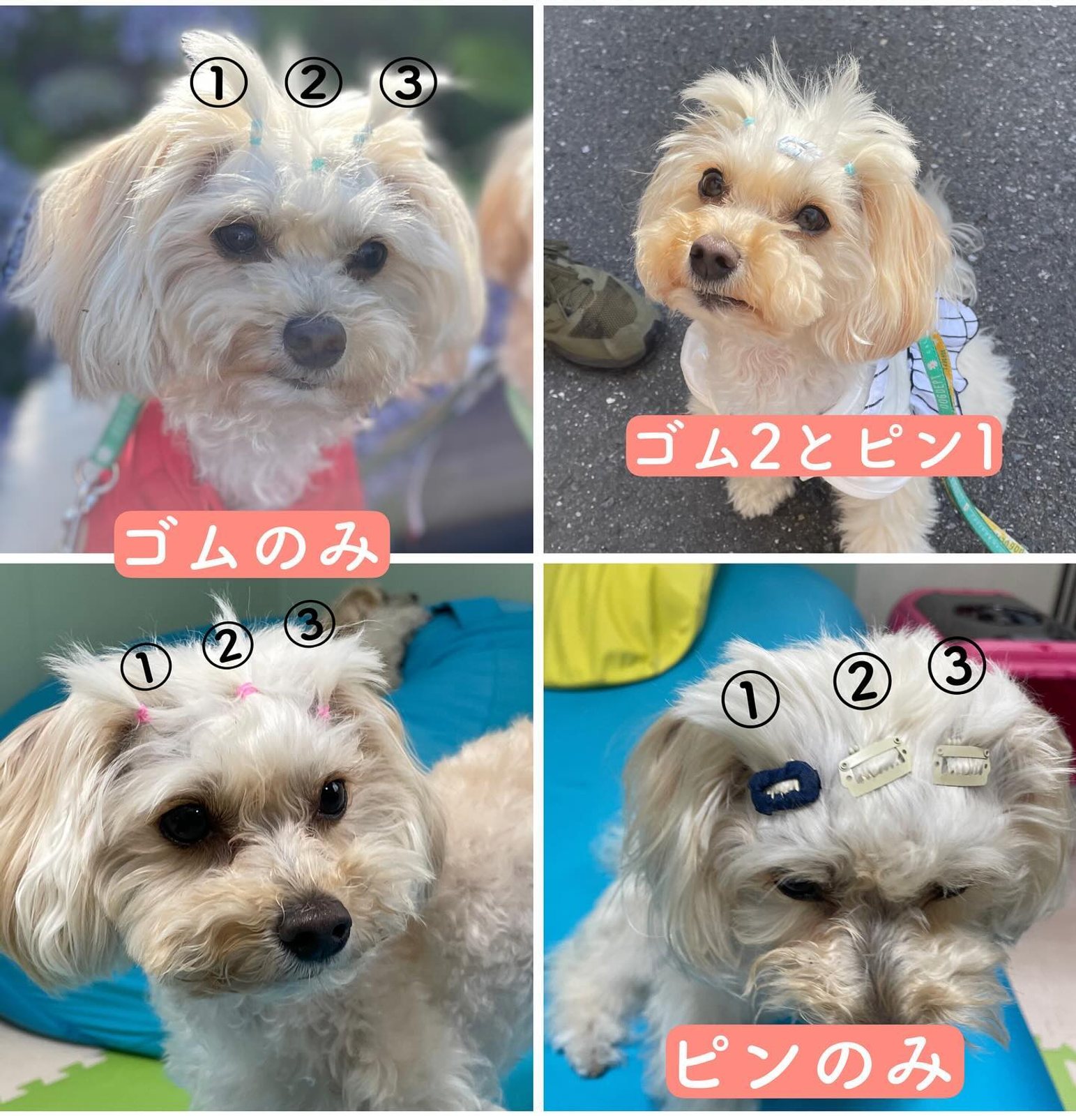 7月9日のポット&レモン