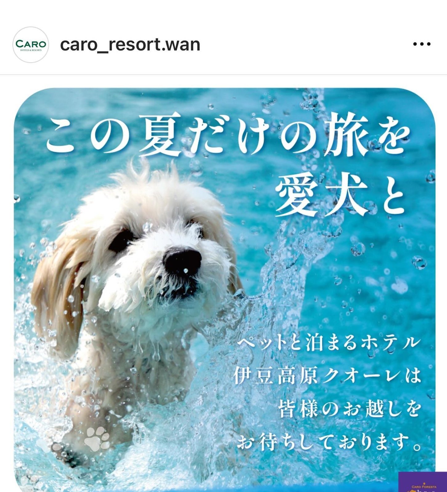 9月26日のポット&レモン