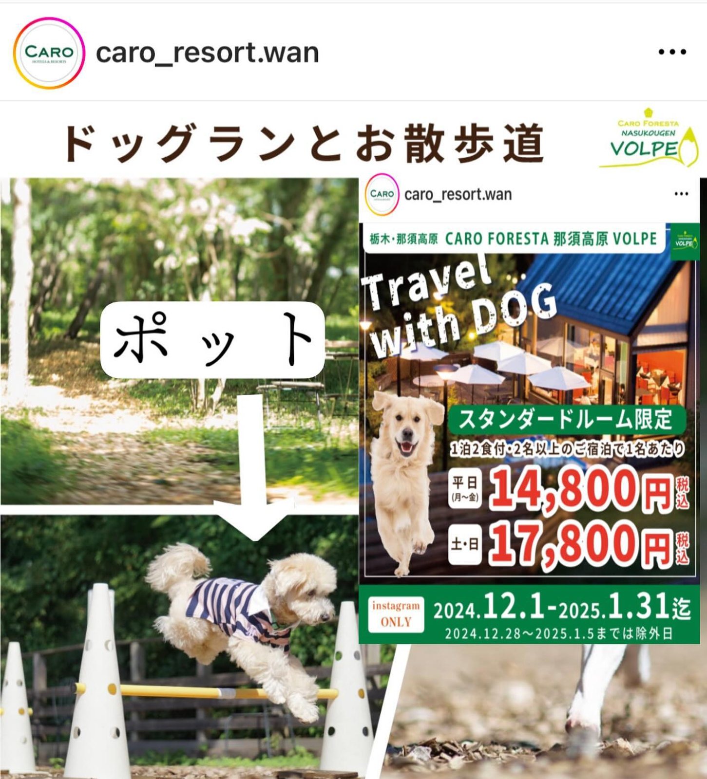9月26日のポット&レモン