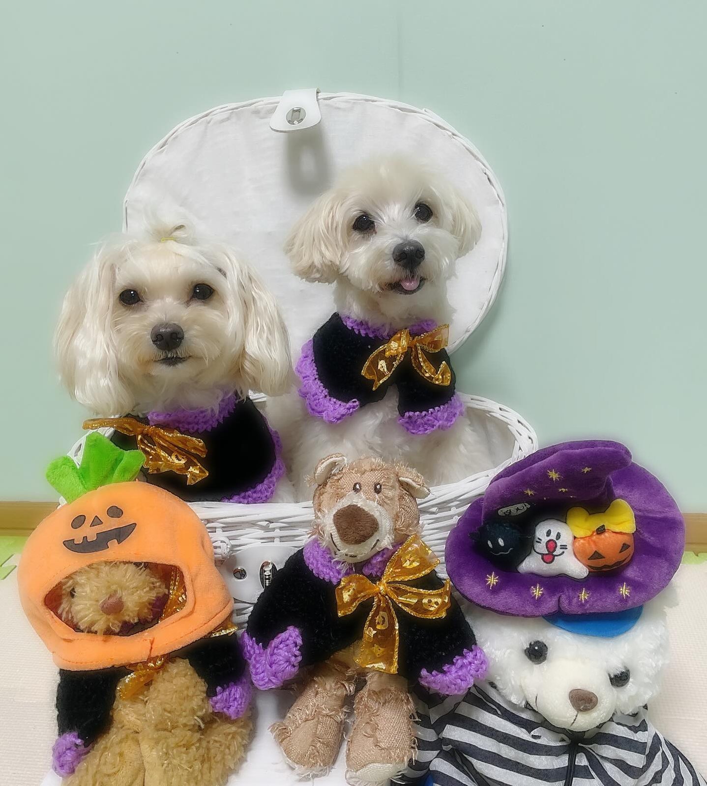 今日は雨☔お家で遊んでみたよ🧡💜🖤