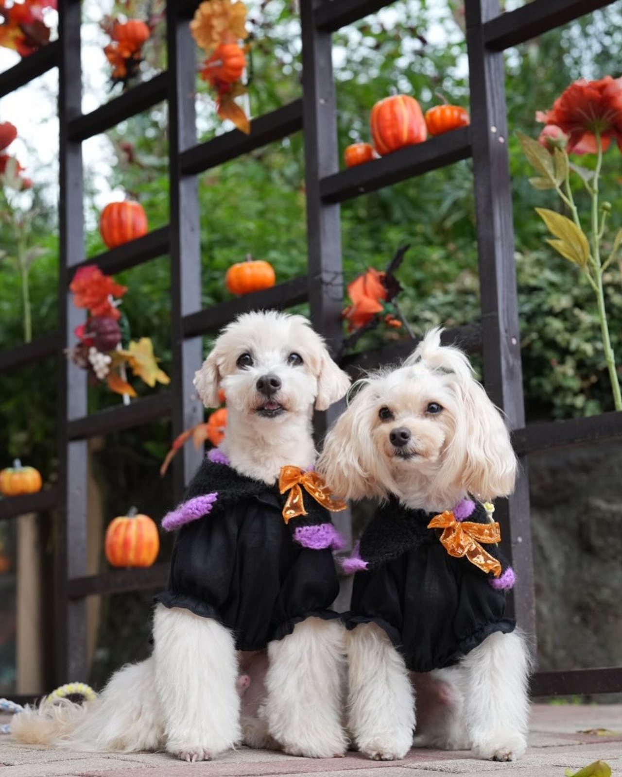 大きい🎃だった まだかね